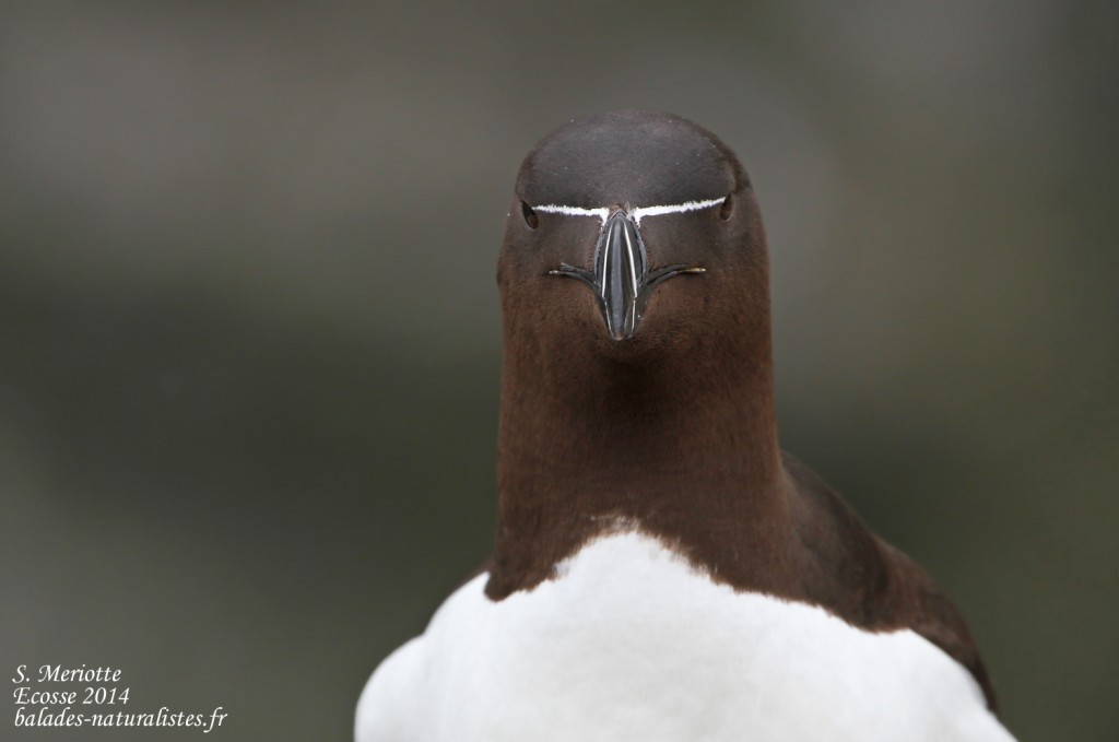 Pingouin torda - Fowlsheugh - 13/07/2014