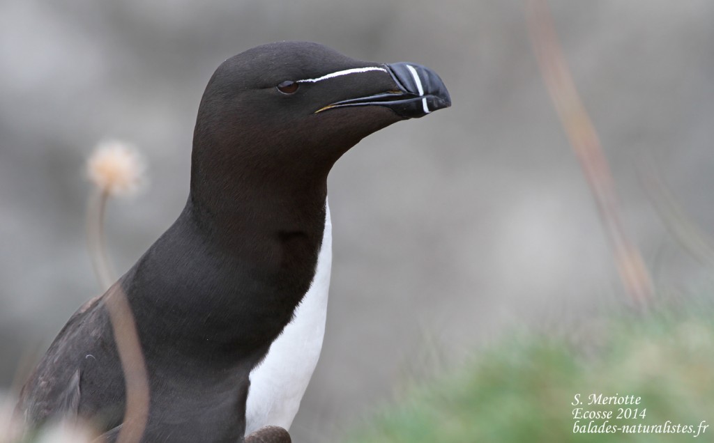 Pingouin torda - Fowlsheugh - 13/07/2014