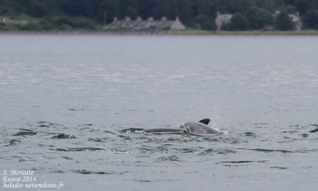 Grand dauphin - Bottlenose dolfin - Moray firth - 14/07/2014