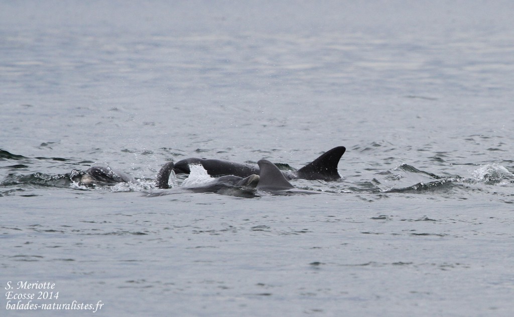 Grand dauphin - Bottlenose dolfin - Moray firth - 14/07/2014