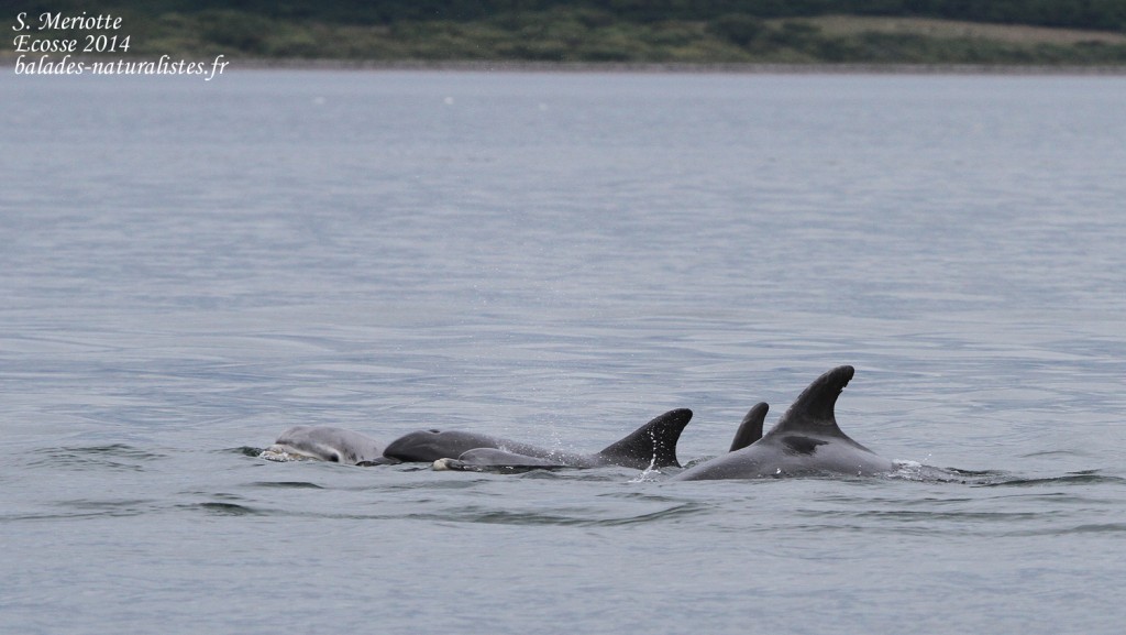 Grand dauphin - Bottlenose dolfin - Moray firth - 14/07/2014