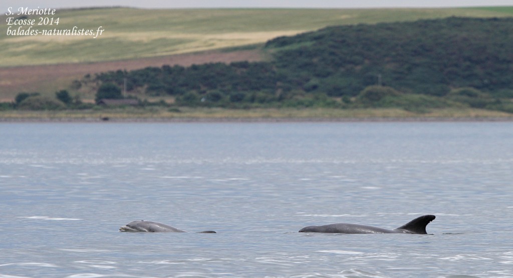 Grand dauphin - Bottlenose dolfin - Moray firth - 14/07/2014