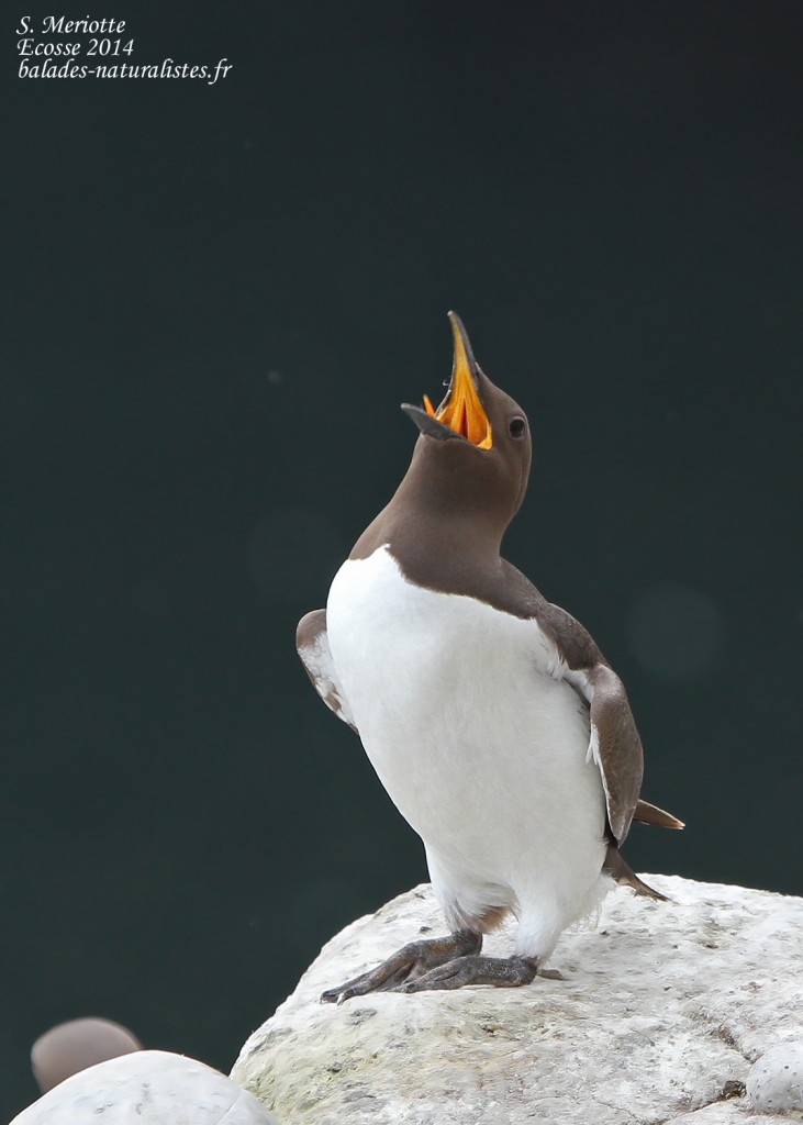 Guillemot - Fowlsheugh - 13/07/2014