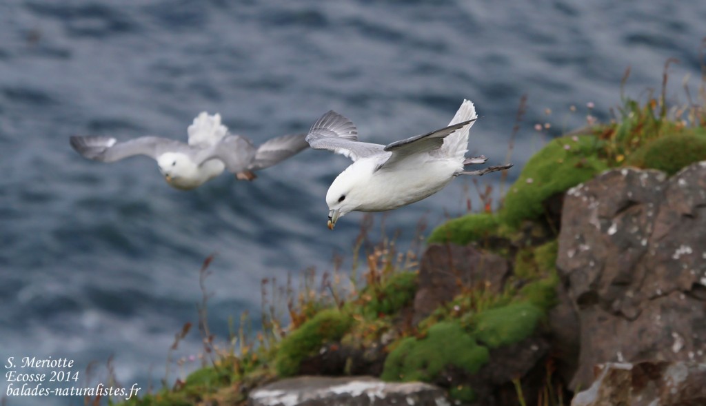 Fulmar boréal - Handa - 15/07/2014