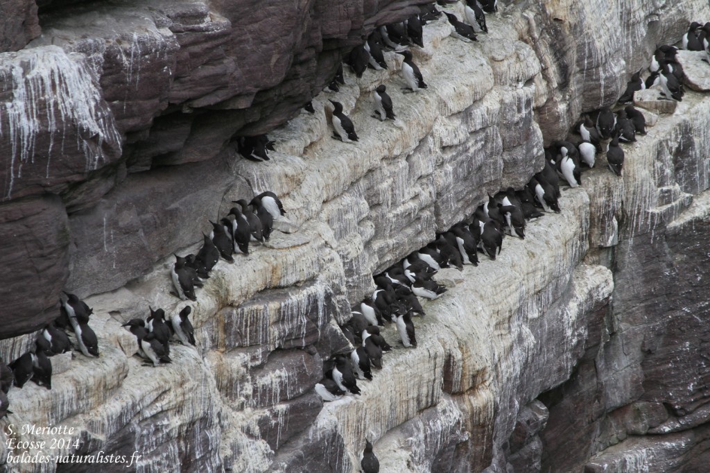 Guillemot de Troil - Handa - 15/07/2014