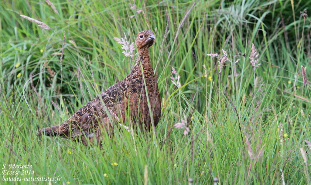 Lagopède d’Écosse - Handa - 15/07/2014