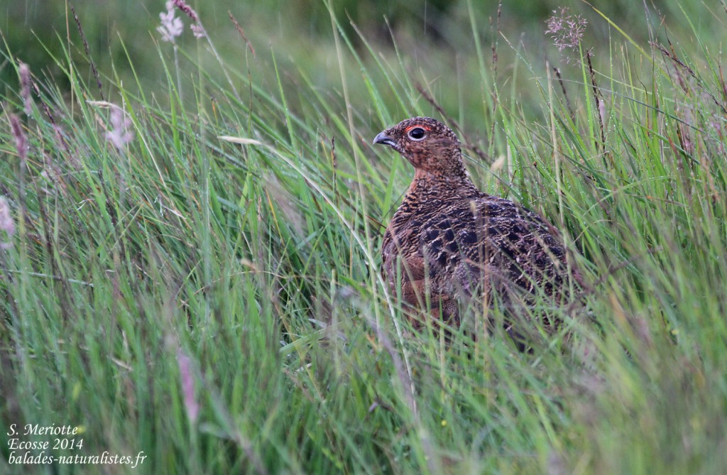 Lagopède d’Écosse - Handa - 15/07/2014