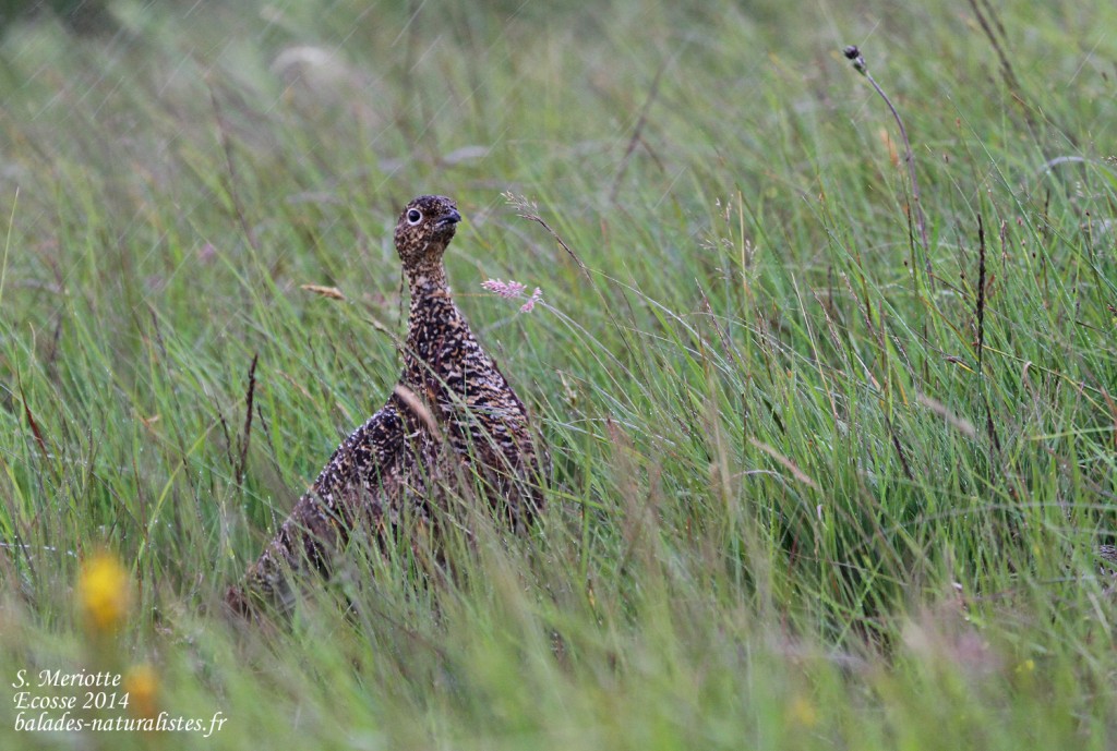 Lagopède d’Écosse - Handa - 15/07/2014