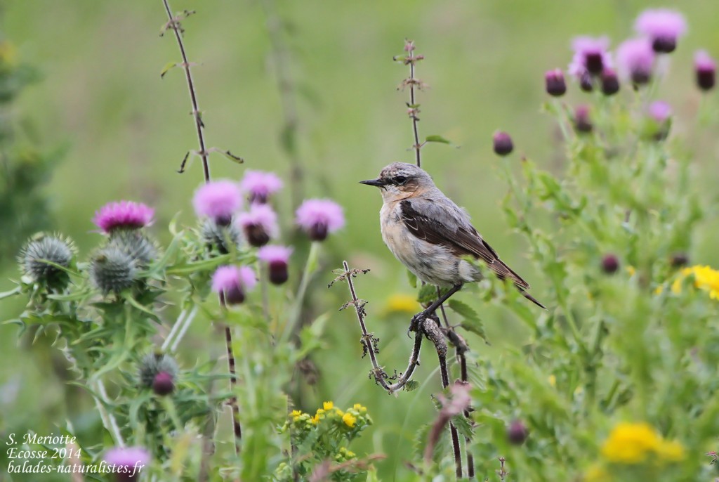 Traquet motteux - Handa - 15/07/2014