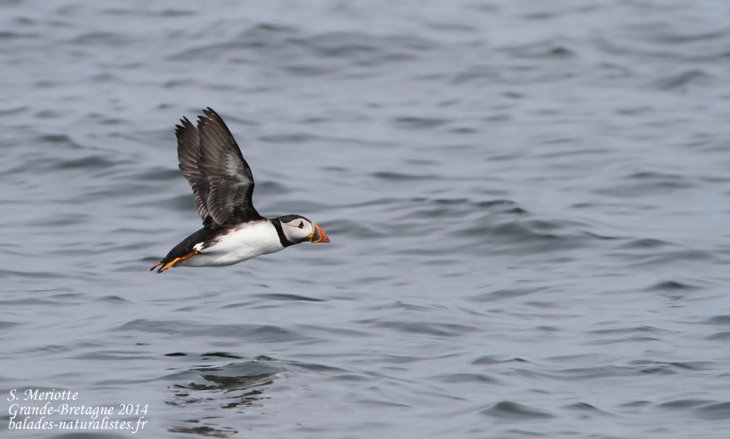 Macareux - Coquet Island - 12/07/2014