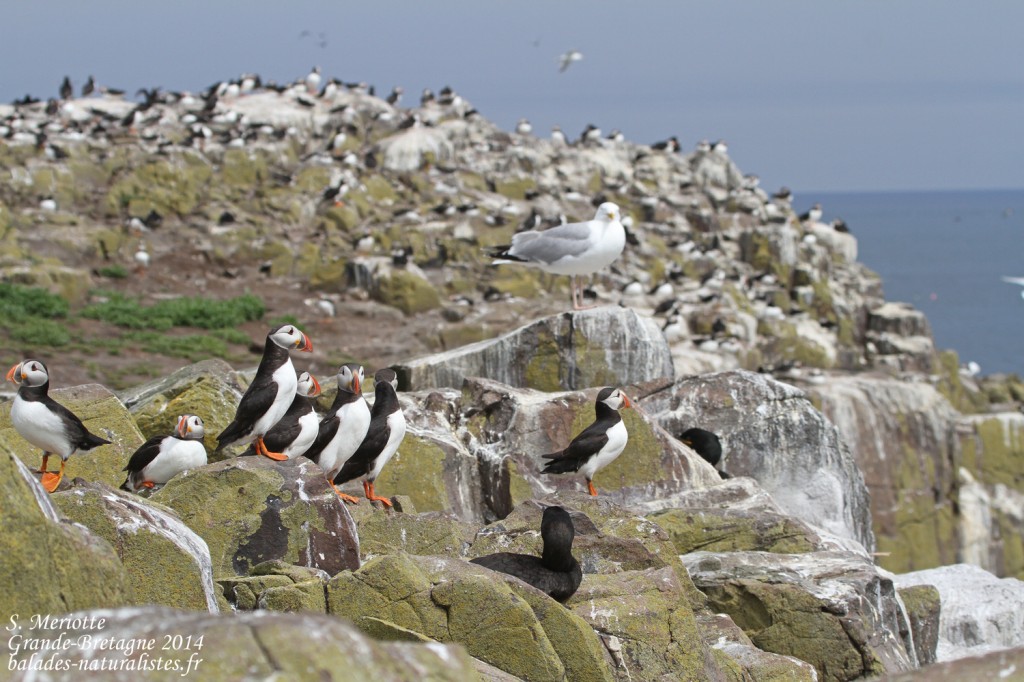 Macareux moine (Puffin) - Inner Farne - 11/07/2014