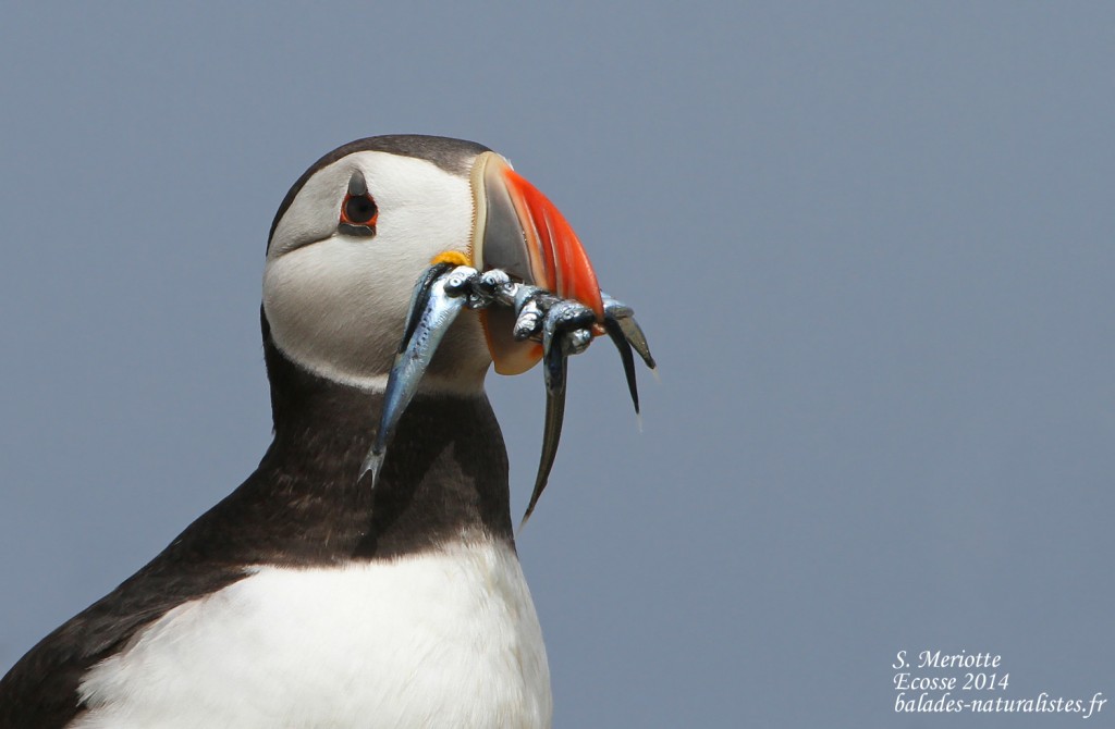 Macareux moine (Puffin) - Inner Farne - 11/07/2014