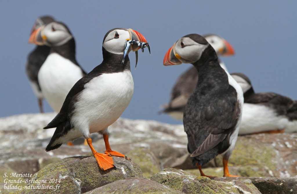 Macareux moine (Puffin) - Inner Farne - 11/07/2014