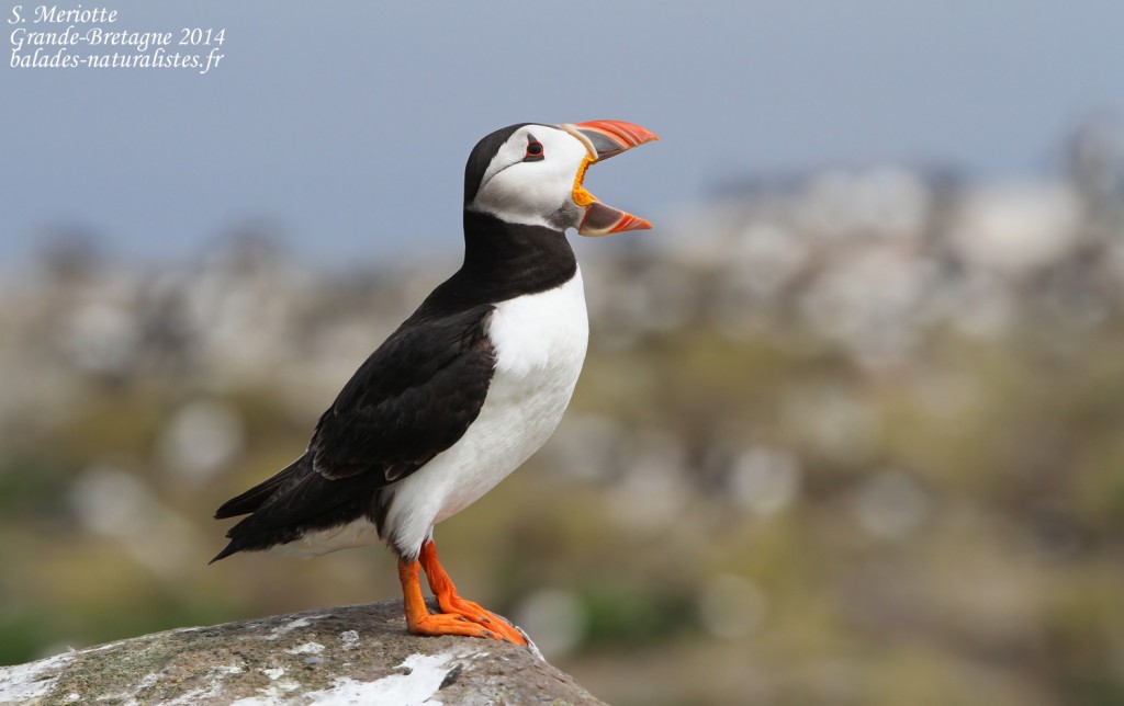 Macareux moine (Puffin) - Inner Farne - 11/07/2014