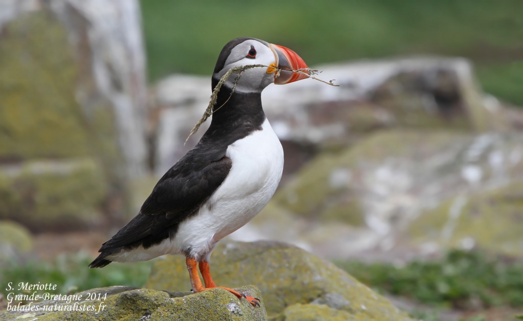 Macareux moine (Puffin) - Inner Farne - 11/07/2014