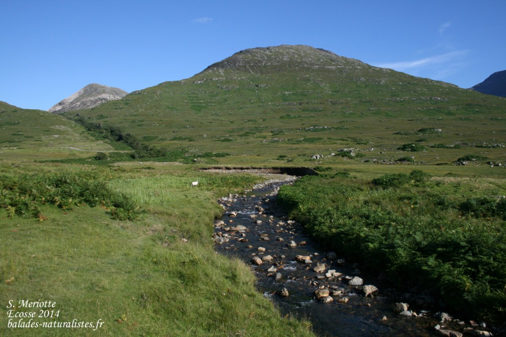 Mull