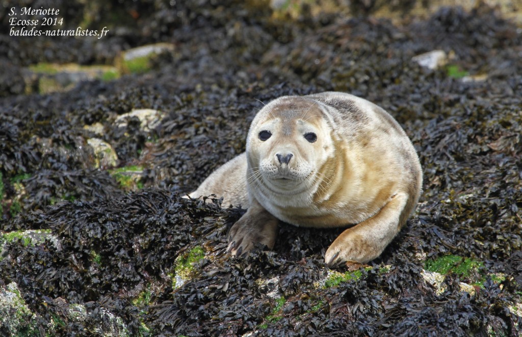 Phoque gris (Grey seal) - Farne Islands - 11/07/2014