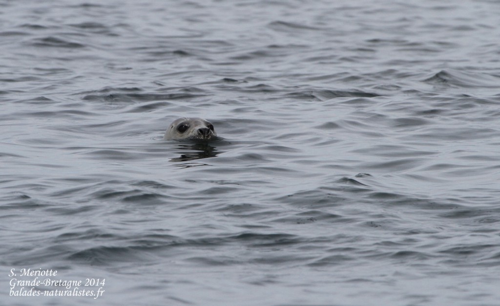 Phoque gris - Coquet Island - 12/07/2014