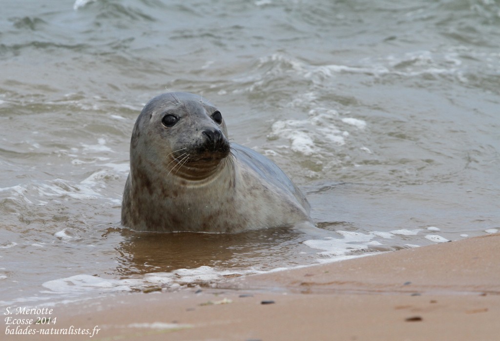 Phoque gris - réserve de Forvie (Newburgh) 13/07/2014