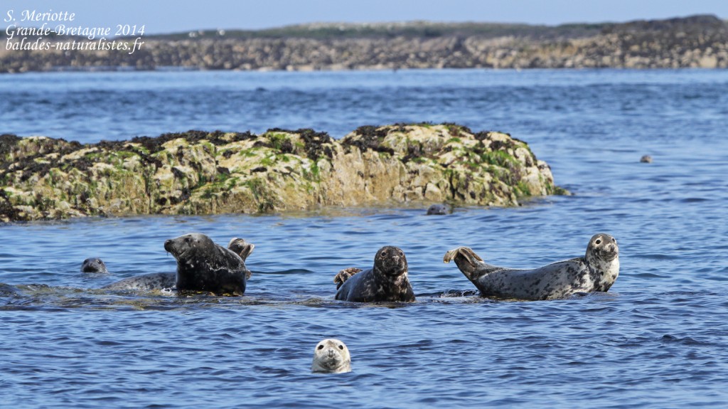 Phoque gris (Grey seal) - Farne Islands - 11/07/2014