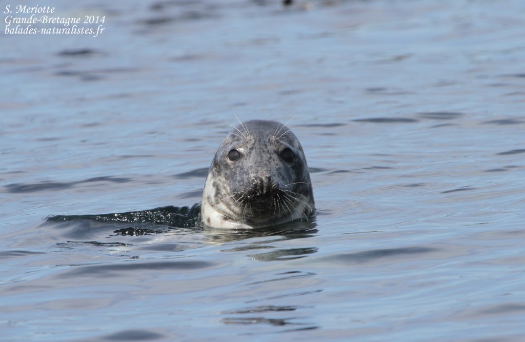 Phoque gris (Grey seal) - Farne Islands - 11/07/2014