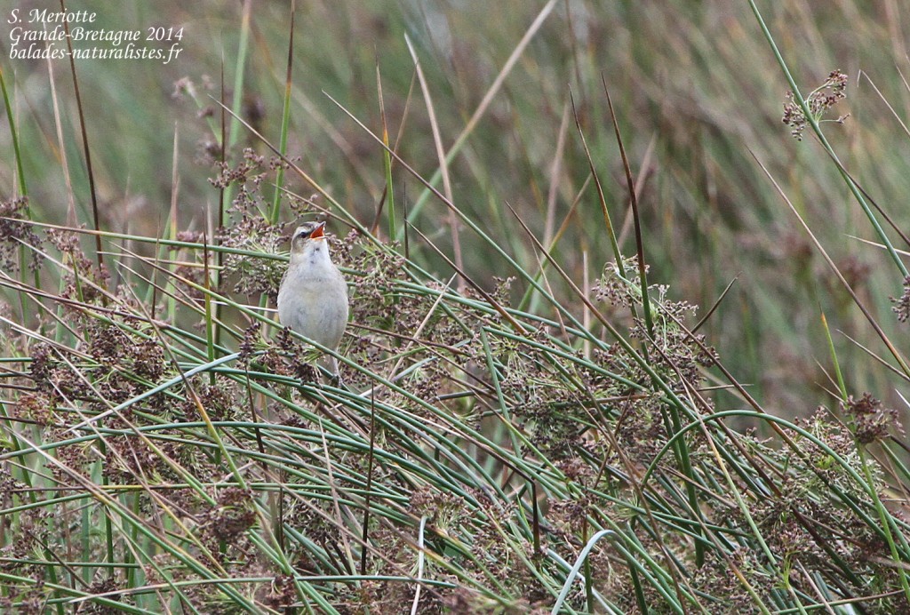 Phragmite des joncs près de Seahouses - 11/07/2014