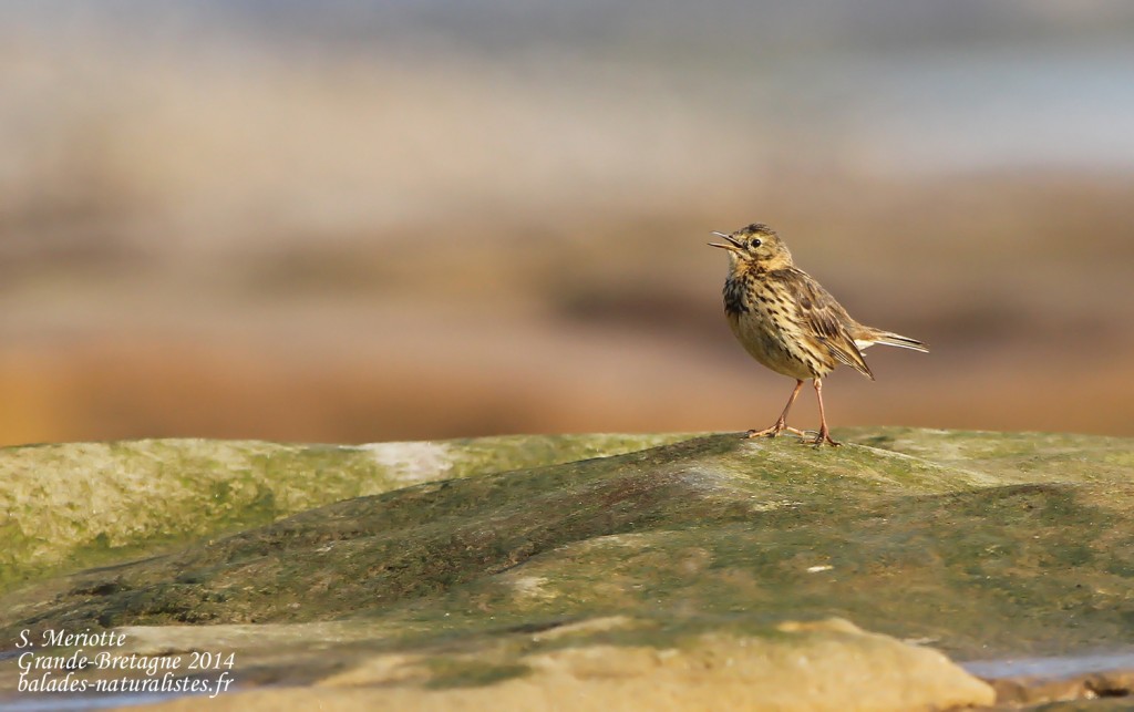 Pipit farlouse - Amble - 12/07/2014
