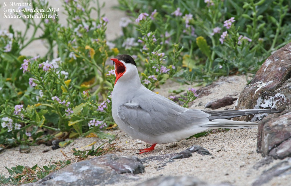 Sterne arctique (Arctic tern) - Inner Farne - 11/07/2014