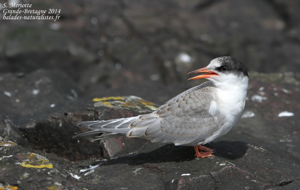 Sterne arctique (Arctic tern) - Inner Farne - 11/07/2014