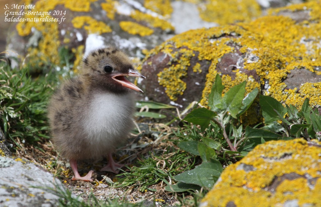 Sterne arctique (Arctic tern) - Inner Farne - 11/07/2014