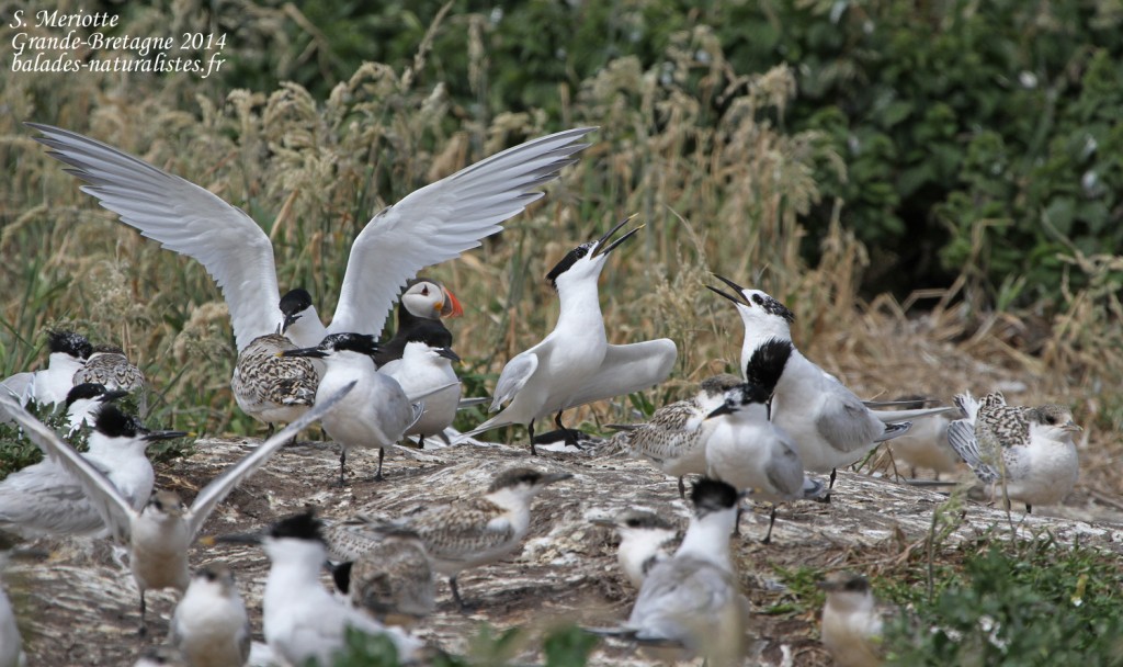 Sterne caugek (Sandwich tern) - Inner Farne - 11/07/2014