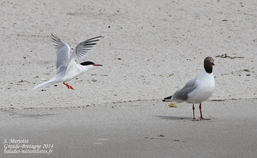 Sterne de Dougall - Coquet Island - 12/07/2014