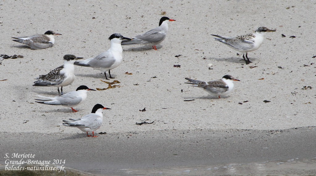 Sternes de Dougall, pierregarin et caugek - Coquet Island - 12/07/2014