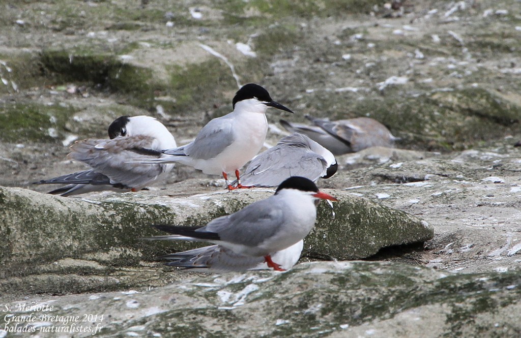 Sterne de Dougall - Coquet Island - 12/07/2014
