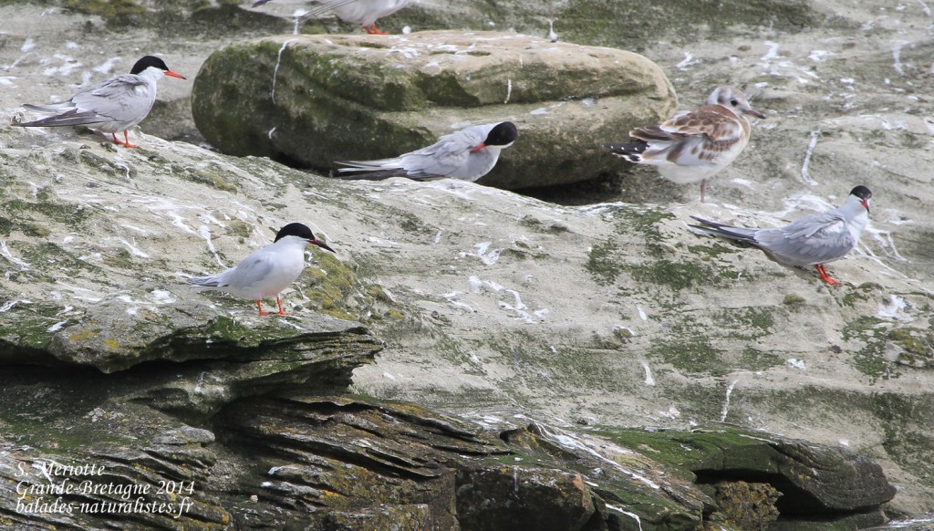 Sterne de Dougall - Coquet Island - 12/07/2014