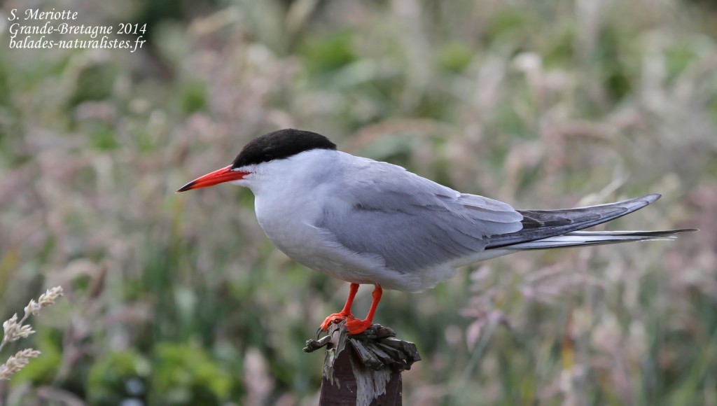 Sterne pierregarin (Common tern) - Inner Farne - 11/07/2014