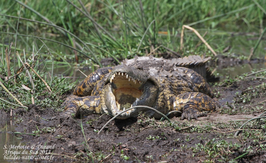 Reptiles et amphibiens Reptiles et amphibiens