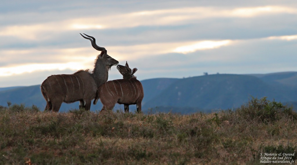 Rencontres naturalistes paca