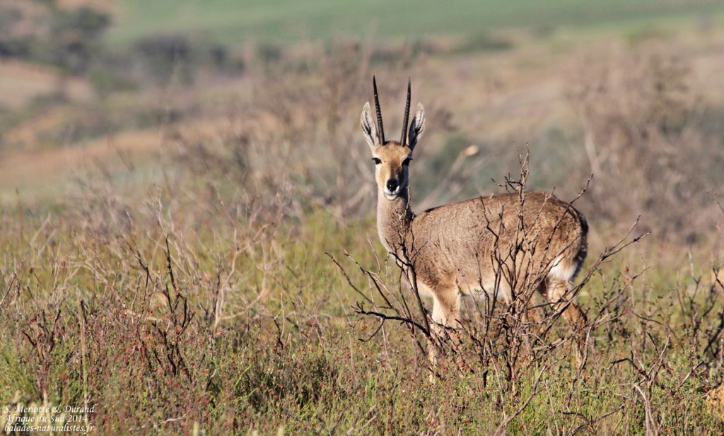 Rhebuck - Bontebok national park