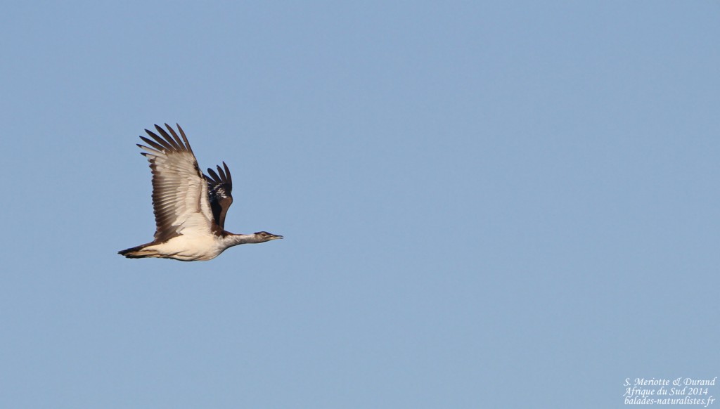 Outarde de Denham - Bontebok national park