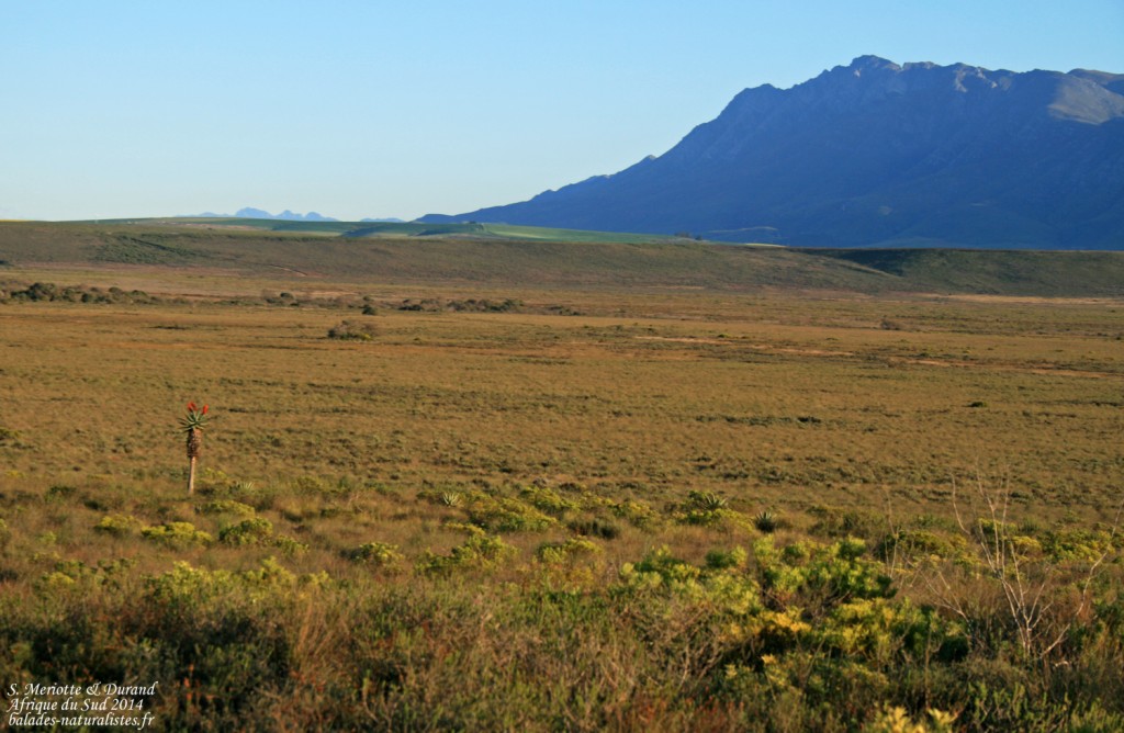 Bontebok national park