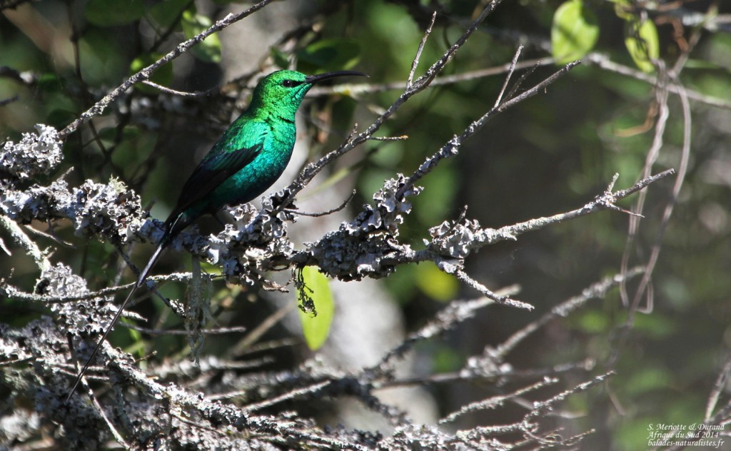 Souimanga malachite - Bontebok national park