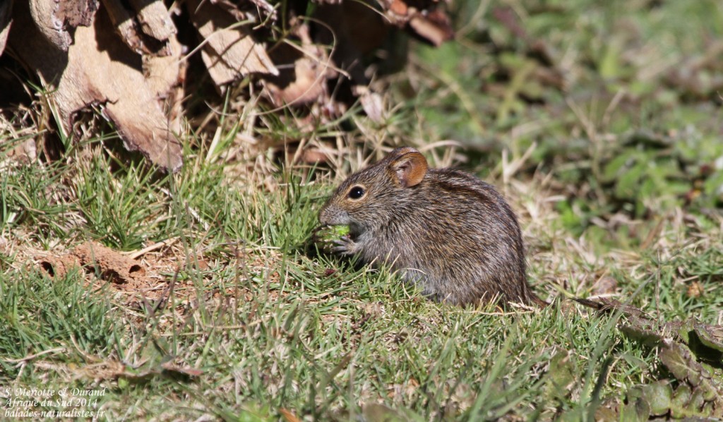 Rat rayé - Bontebok national park