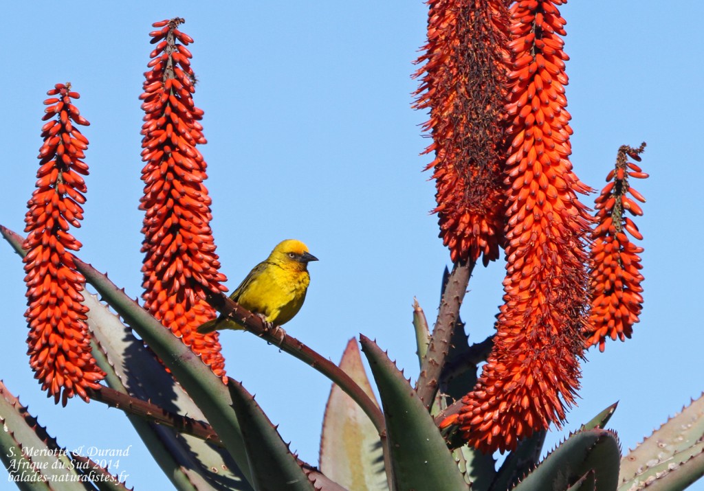 Tisserin du Cap - Bontebok national park