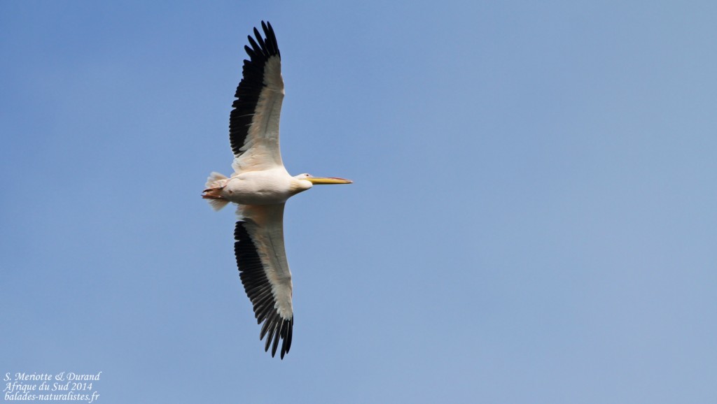 de-hoop (34)pelican-blanc