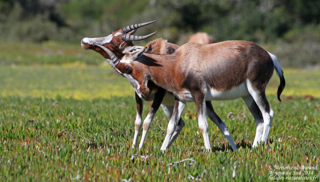 de-hoop (43)bontebok
