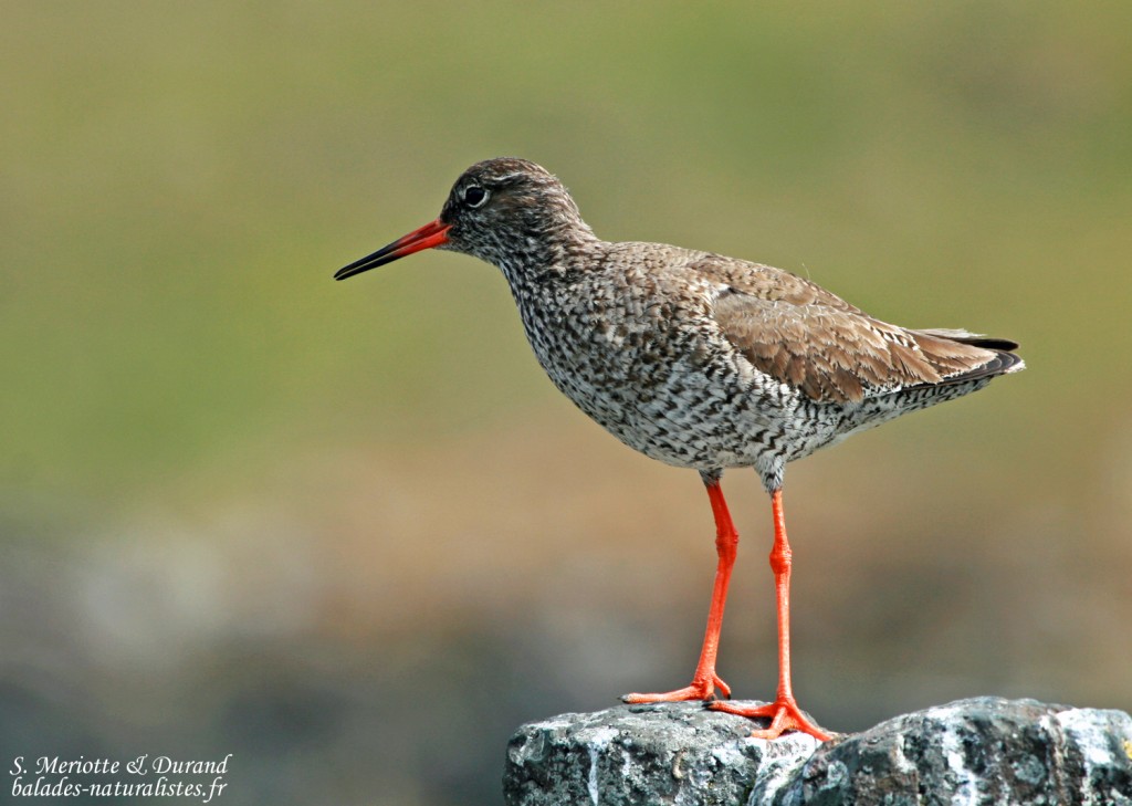 Chevalier gambette (Islande)