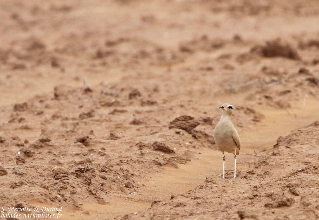 Courvite isabelle (Maroc)