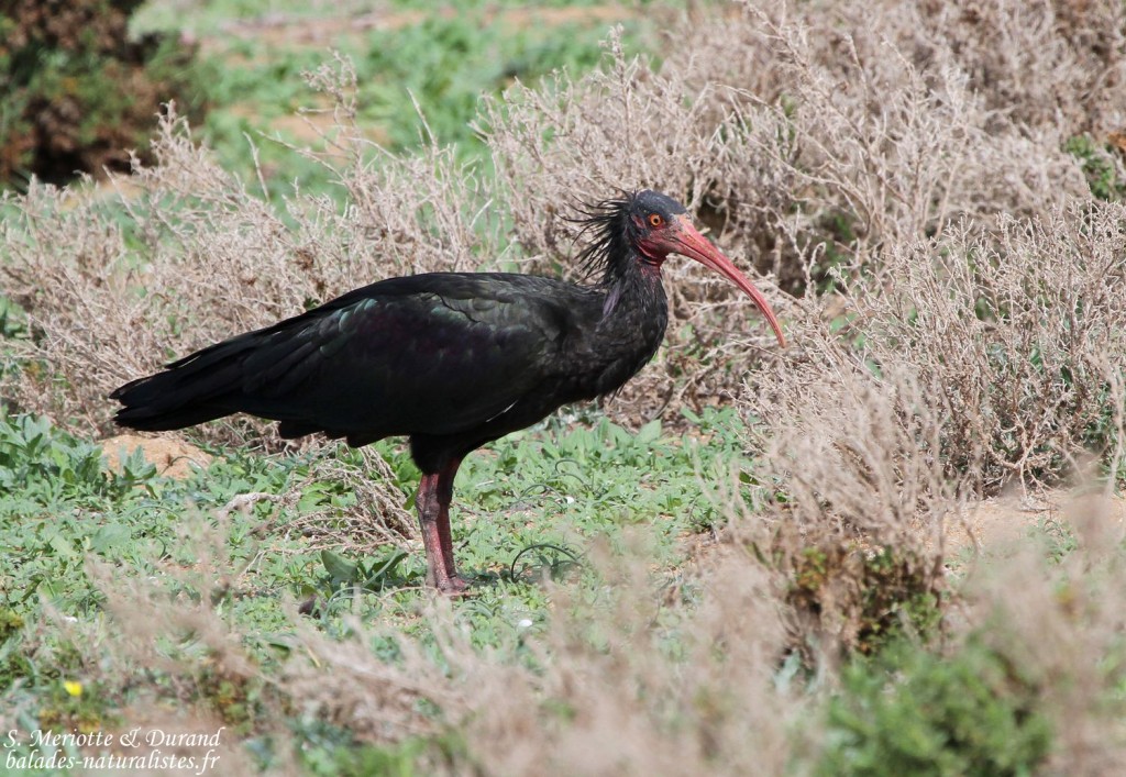 Ibis chauve (Tamri, Maroc)