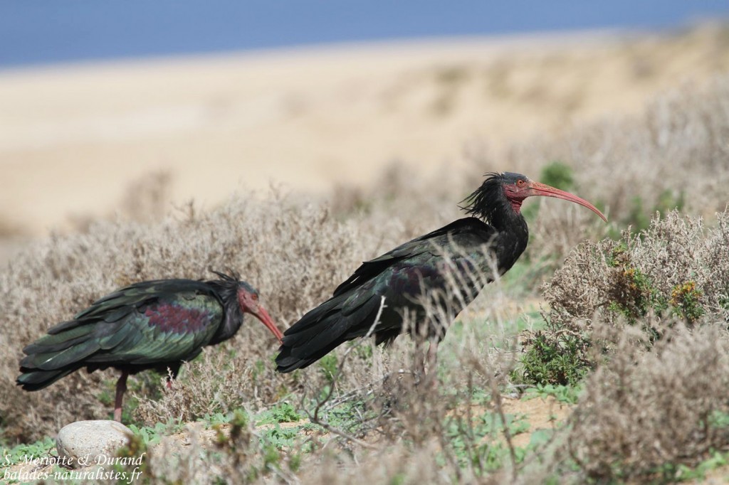 Ibis chauve (Tamri, Maroc)